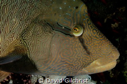 "I've got my eye on you" An inquisitive Napolean Wrasse o... by David Gilchrist 